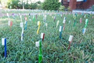 Caryl Burtner's Toothbrush Garden, Charlottesville, Virginia